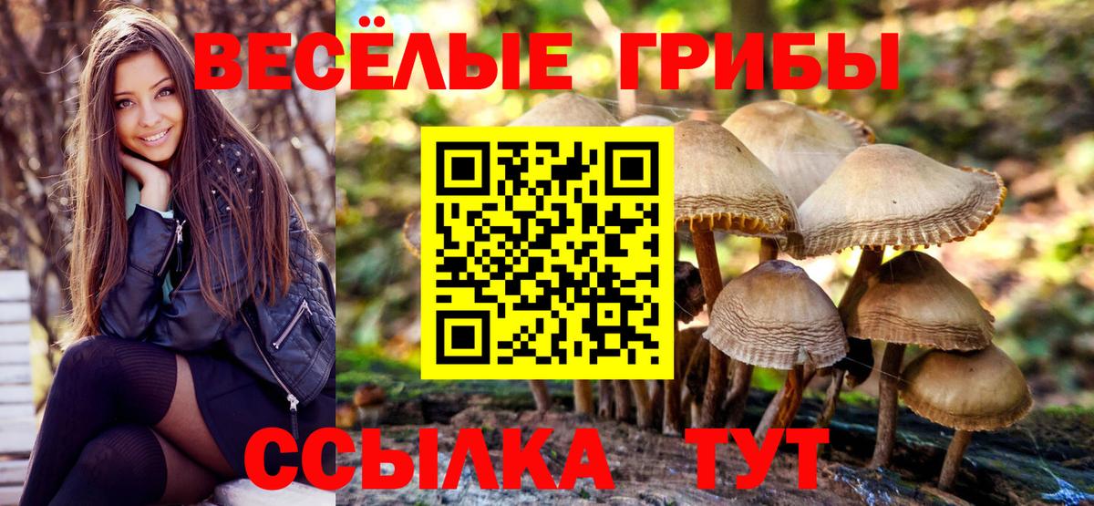 Можга  Псилоцибиновые грибы Cubensis  Вход с VPN 